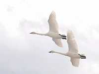 swans in flight Dave Milne   4475
